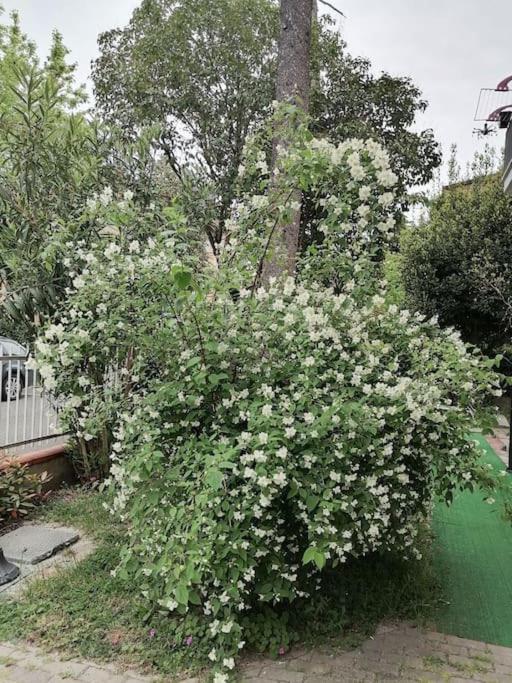 Il Gelsomino Apartamento Rimini Exterior foto
